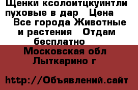 Щенки ксолоитцкуинтли пуховые в дар › Цена ­ 1 - Все города Животные и растения » Отдам бесплатно   . Московская обл.,Лыткарино г.